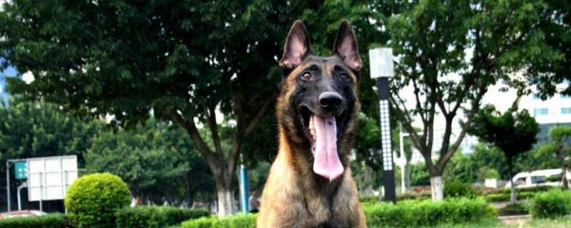 马犬为什么喜欢咬主人