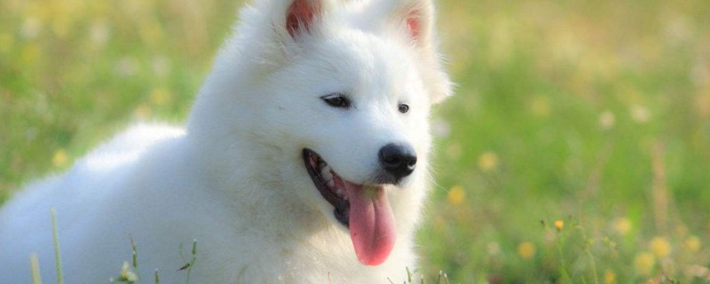 萨摩耶可以吃馒头吗