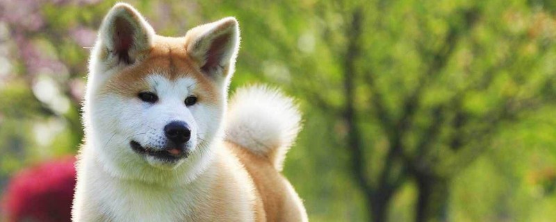 秋田犬幼犬怎样看品相