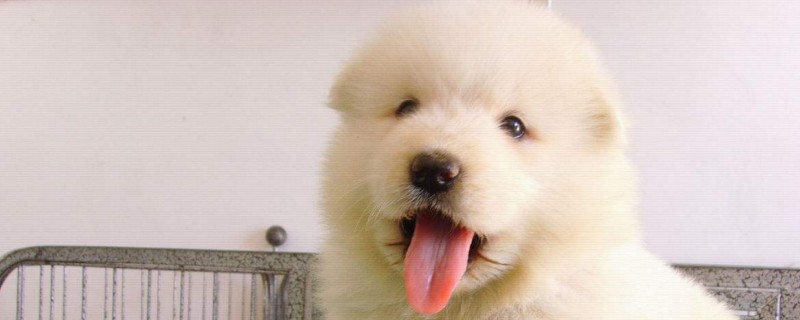 幼犬肠胃不好怎么办