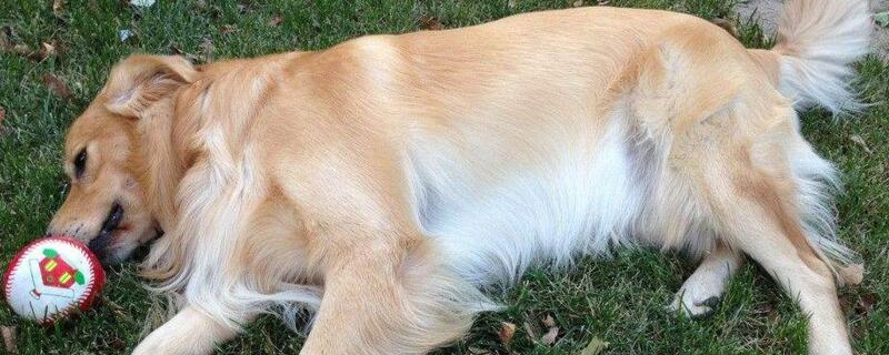 金毛生小狗的注意事项