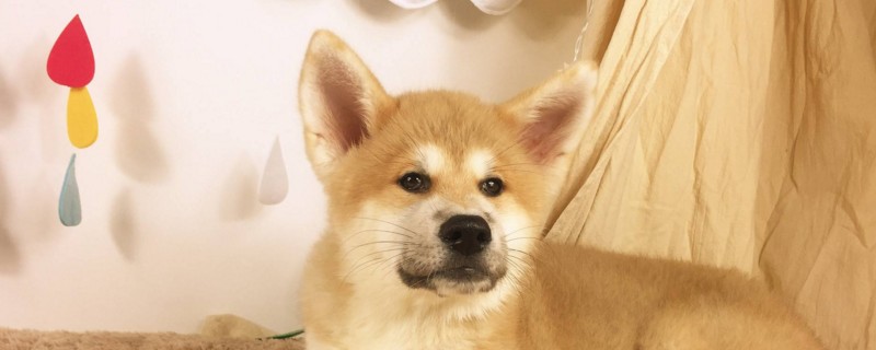 秋田幼犬几个月退胎毛