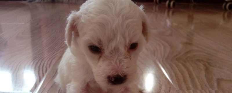 比熊幼犬怎么喂养