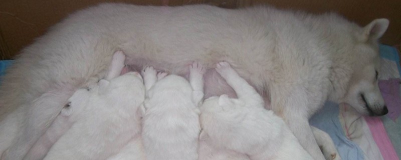 母狗喝红糖水下奶吗