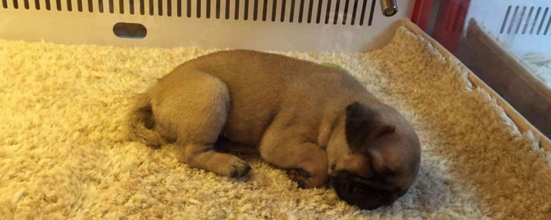 巴哥和斗牛犬的区别