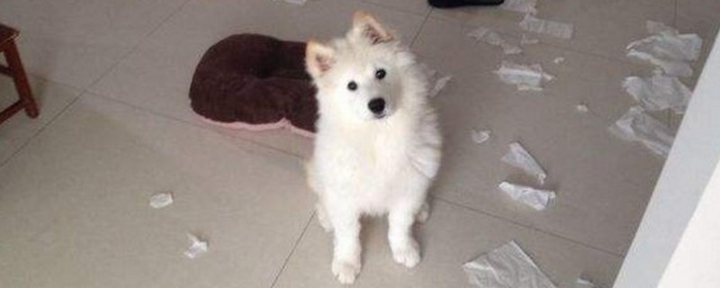 萨摩耶为什么是三傻