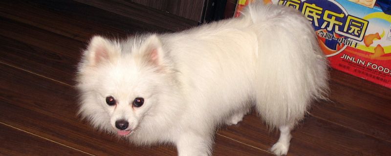 博美哮喘怎么办