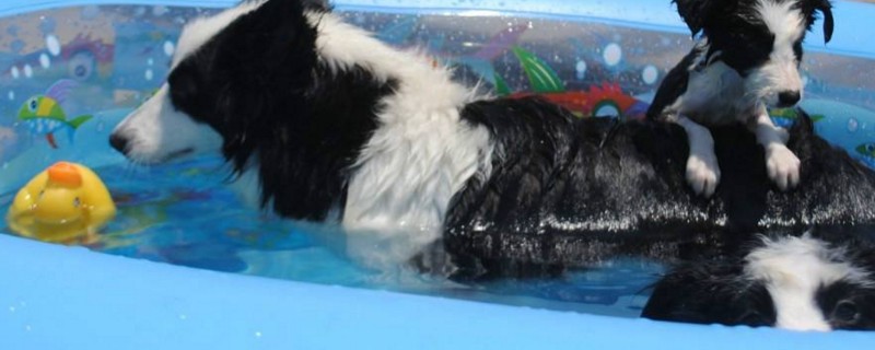 边牧多久洗一次澡