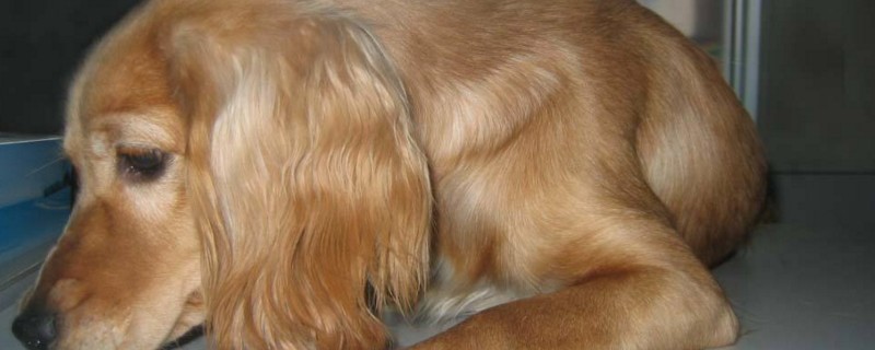 犬瘟热如何治疗