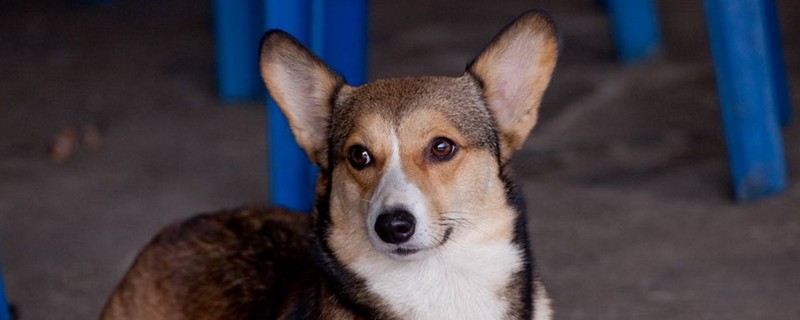 柯基犬为什么很少人养