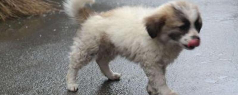 流浪狗一定有狂犬病吗