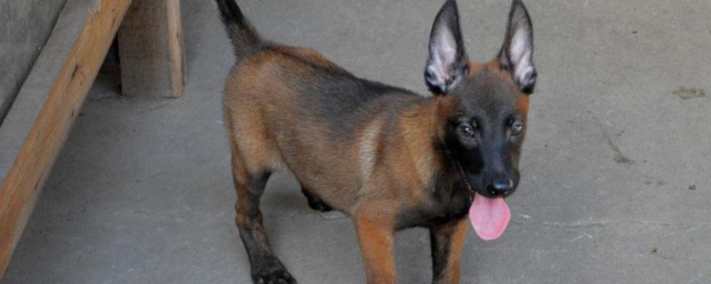 马犬幼犬怎么喂养