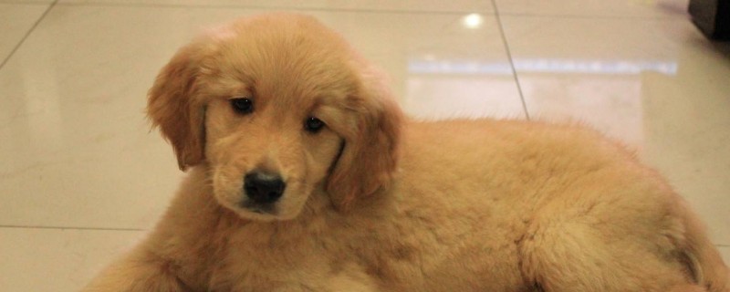 金毛流鼻涕怎么办