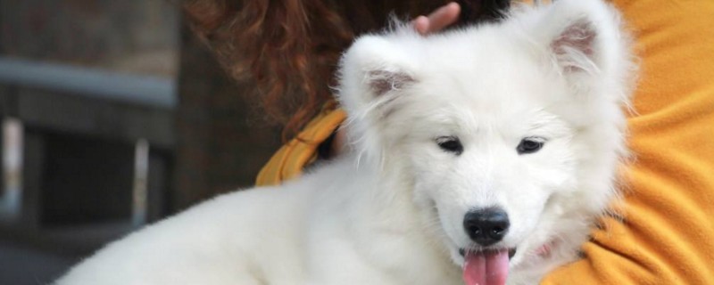 萨摩耶口臭怎么办