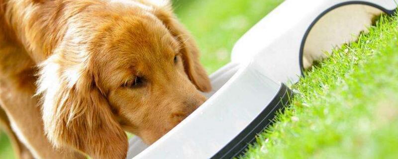 小狗为什么会得狂犬病