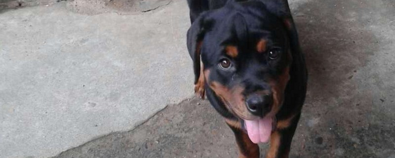 罗威纳怎么算是认主