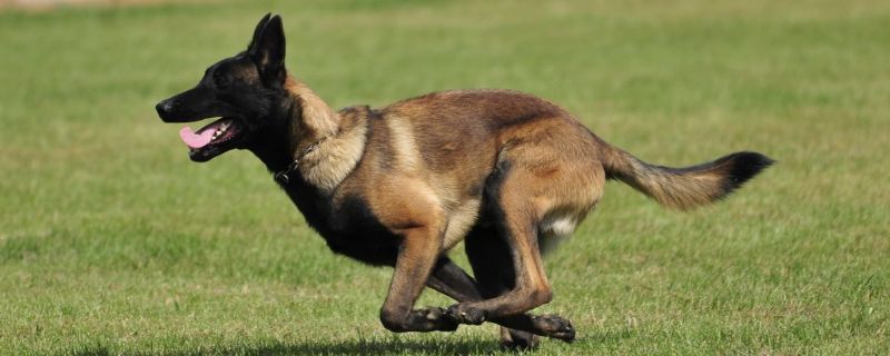 马犬几个月是危险期