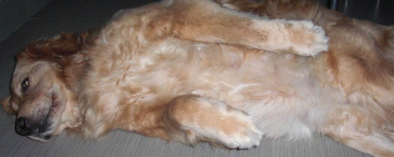 母狗怀孕多少天显肚子