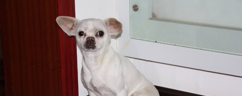 吉娃娃感冒有什么症状