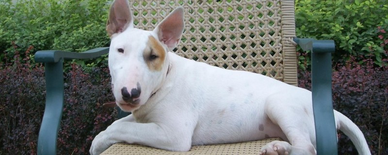 牛头梗怎么看品相