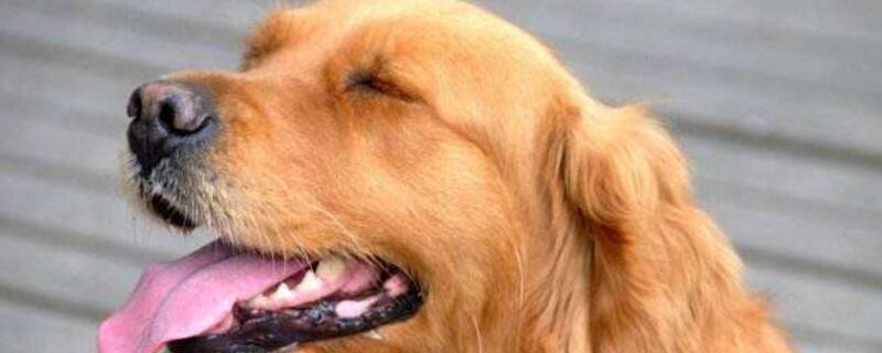 狗的狂犬病的症状