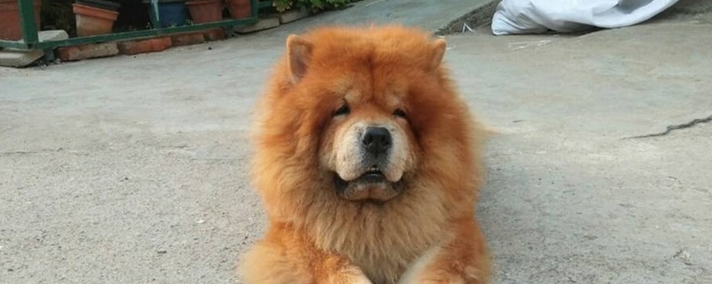 怎么看松狮犬认你做主人