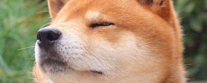 柴犬几个月暴脸