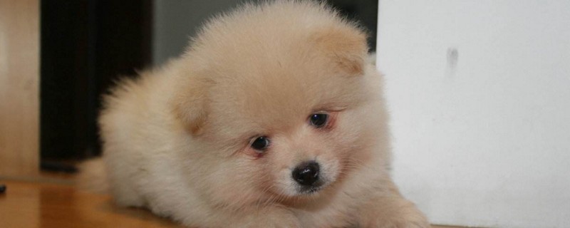 幼犬眼屎多是怎么回事