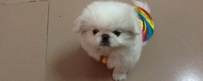 狗狗上火了喝板蓝根吗