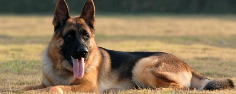 主人为什么不能打德牧