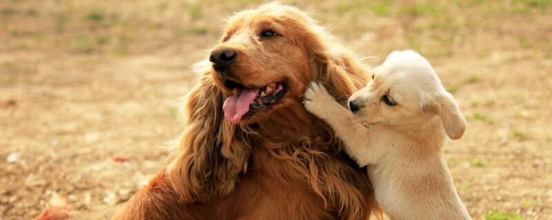 狗狗能吃煮花生米吗