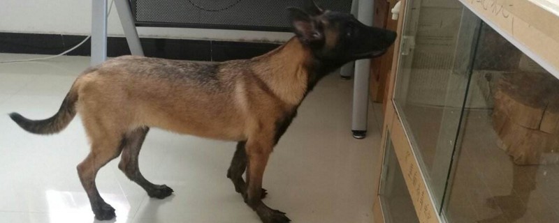 为什么马犬不合适家养