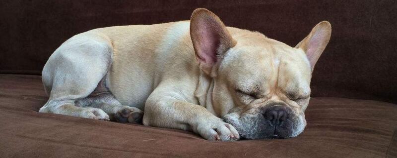 狗吃巧克力怎么解毒