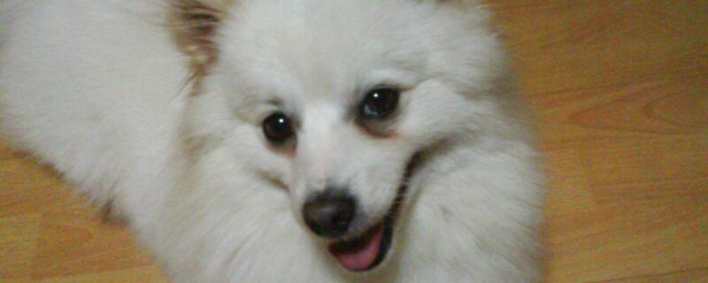 狗狗有泪痕怎么办