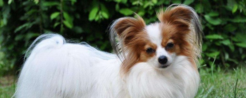 养蝴蝶犬的禁忌