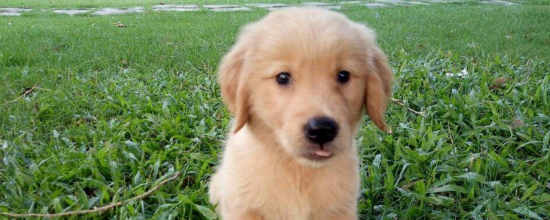 养金毛幼犬的禁忌