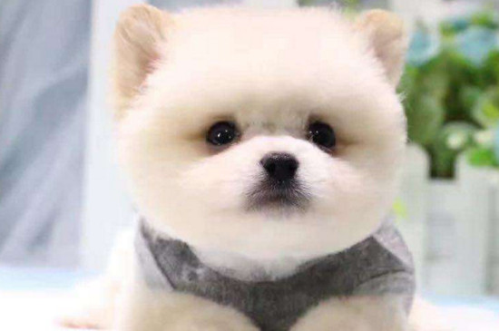 茶杯犬怎么养，四个小技巧教你养好茶杯犬