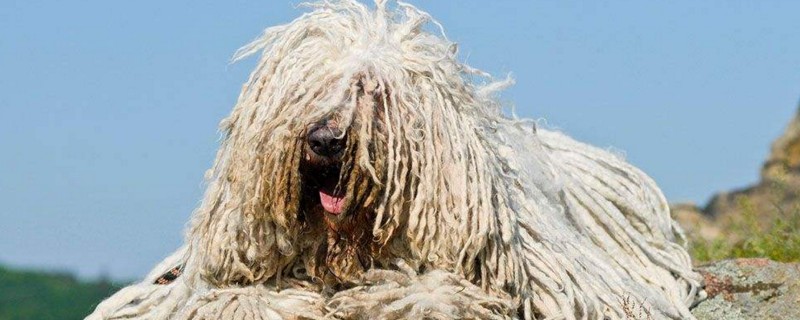 可蒙犬为什么禁养