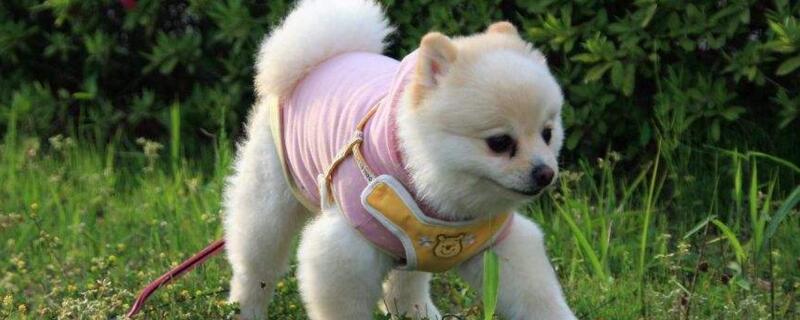 狗狗多久驱虫一次