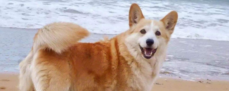 狗狗喜欢你的11种表现