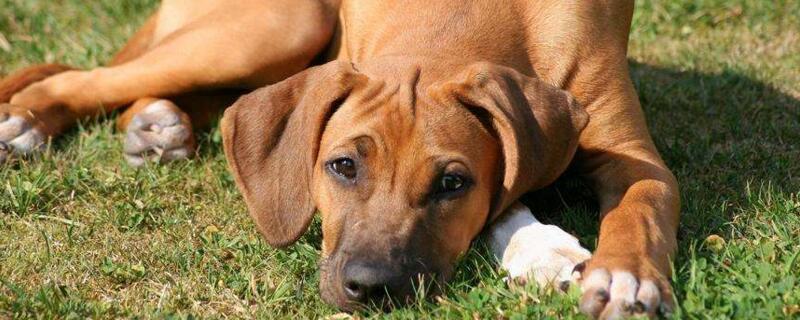 打狂犬疫苗有副作用吗