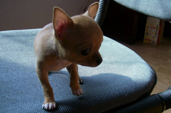 狗狗驱虫药多久吃一次，幼犬一月一次成犬一季度一次