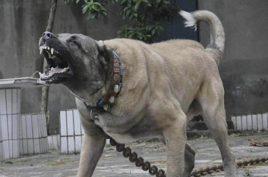 世界上十大禁养的狗，被全球禁养的猛犬排行榜