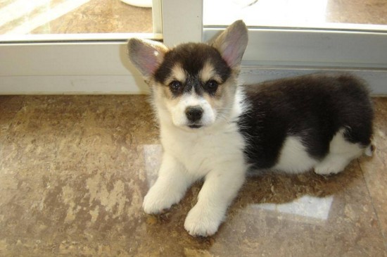 串串狗的缺点，情绪不稳定容易攻击人并有遗传疾病