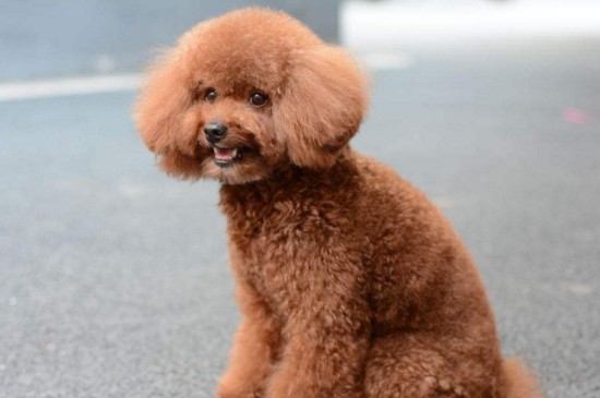 泰迪犬的价格，幼犬价格一只在1000～3500元左右