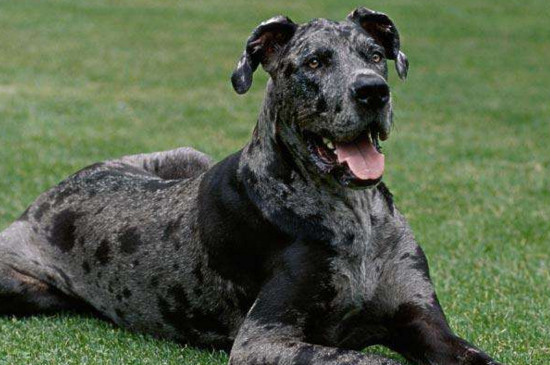 体型最大的狗排行榜，大丹犬站立竟可比肩姚明