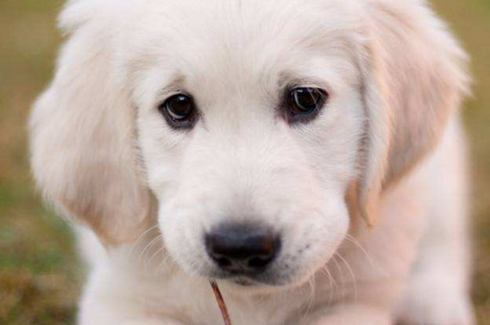 幼犬疫苗怎么打，幼犬接种疫苗的时间及周期