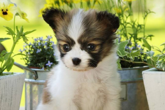 蝴蝶犬的价格，一般在1200～5000元左右品相越好越贵