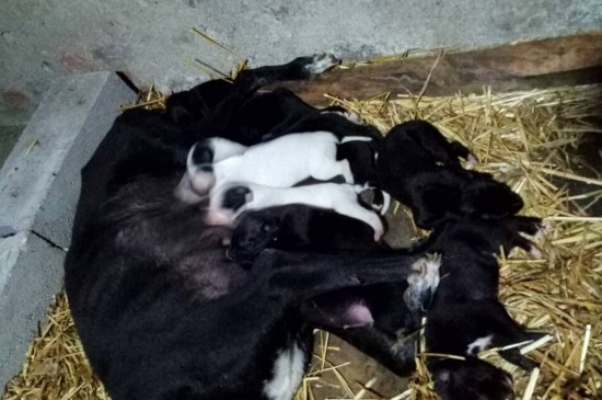 怎样挑选同窝小格力犬，3个技巧教你选出优质的格力幼犬