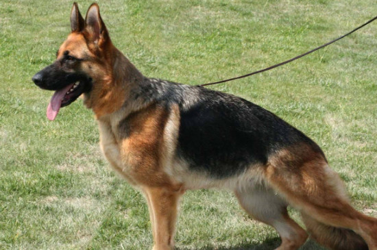 德国牧羊犬的四大品种，西德东德以及混血等品种